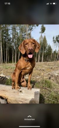 3 Rüden und 2 Hündinnen suchen noch ein Zuhause. Die