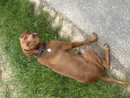 3 Rüden und 2 Hündinnen suchen noch ein Zuhause. Die