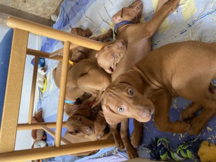 3 Rüden und 2 Hündinnen suchen noch ein Zuhause. Die