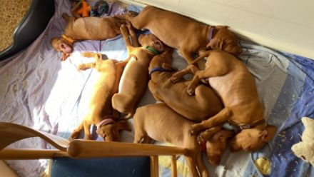 3 Rüden und 2 Hündinnen suchen noch ein Zuhause. Die