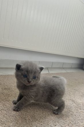 Unsere BKH Katze Nala hat am 10.05 drei gesunde Kitten