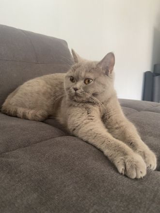 Unsere BKH Katze Nala hat am 10.05 drei gesunde Kitten