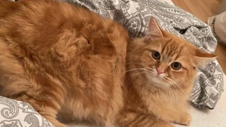 Unsere BKH Katze Nala hat am 10.05 drei gesunde Kitten