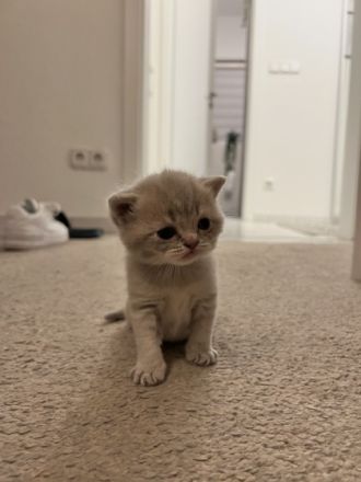 Unsere BKH Katze Nala hat am 10.05 drei gesunde Kitten