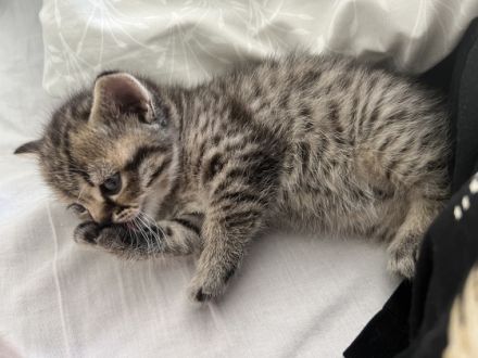 Unsere BKH Katze Nala hat am 10.05 drei gesunde Kitten