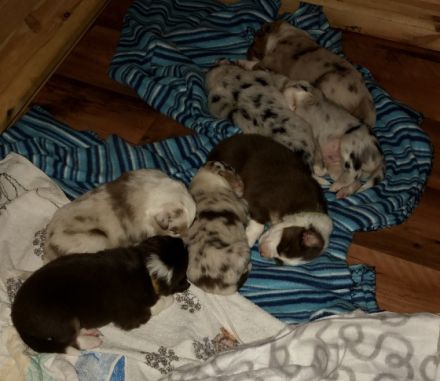 Unsere Welpen sind angekommen. Bei Interesse können Sie