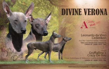 Peruanischer Nackthund, Welpen