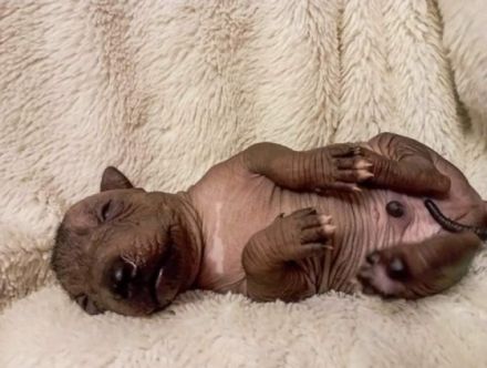 Peruanischer Nackthund, Welpen