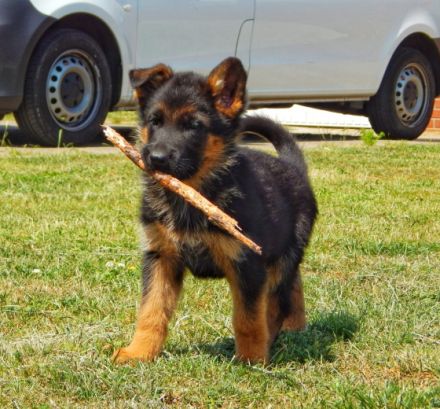 Deutsche Schäferhundwelpen aus Kör- und Leistungszucht