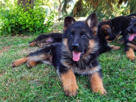 Deutsche Schäferhundwelpen aus Kör- und Leistungszucht