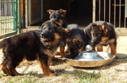 Deutsche Schäferhundwelpen aus Kör- und Leistungszucht