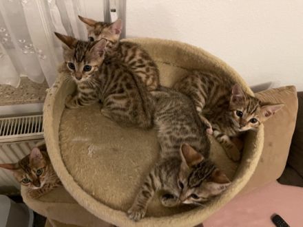 Unsere Minou ( Bengal) hat 5 Mädchen und einen Bub zur