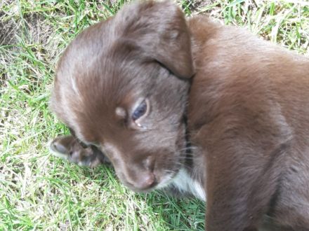 Die am 21.04.2022 geborenen Labrador - Australian