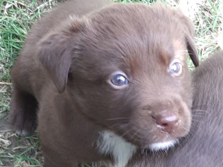 Die am 21.04.2022 geborenen Labrador - Australian