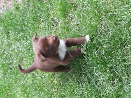 Die am 21.04.2022 geborenen Labrador - Australian