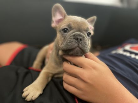 Reinrassige französische Bulldoggen Welpen. Es sind