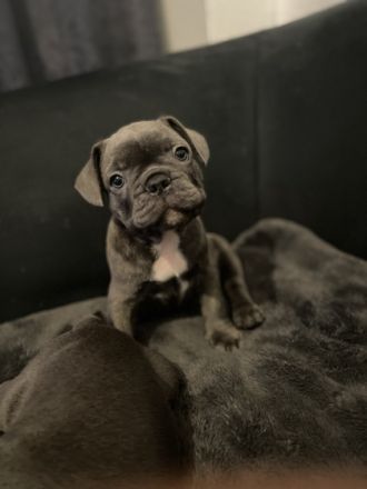 Reinrassige französische Bulldoggen Welpen. Es sind