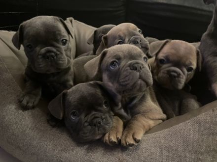 Reinrassige französische Bulldoggen Welpen. Es sind