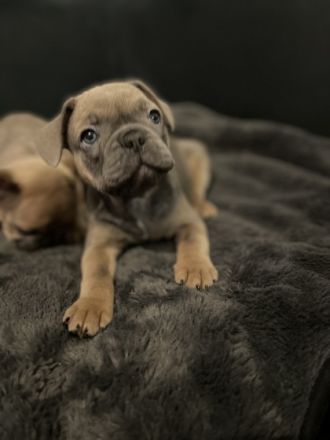 Reinrassige französische Bulldoggen Welpen. Es sind