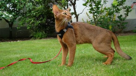 Amunzula Abessinier Katzen