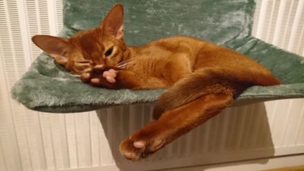 Amunzula Abessinier Katzen