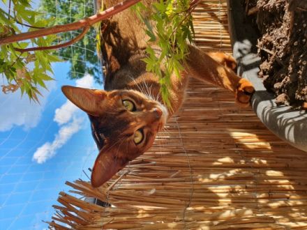 Amunzula Abessinier Katzen