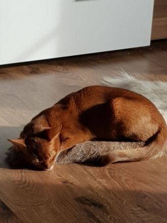 Amunzula Abessinier Katzen