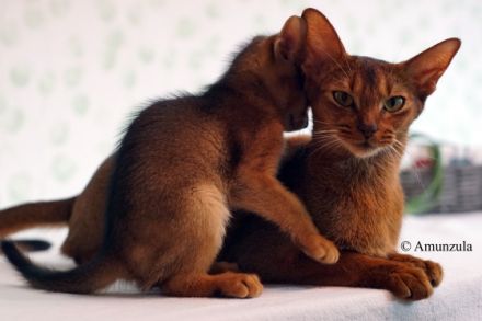 Amunzula Abessinier Katzen
