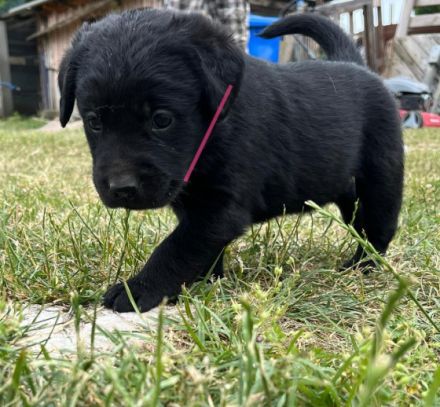 Unser süßen Hundewelpen suchen ein liebevolles neues