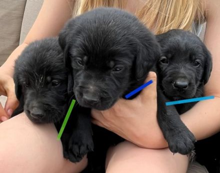 Unser süßen Hundewelpen suchen ein liebevolles neues