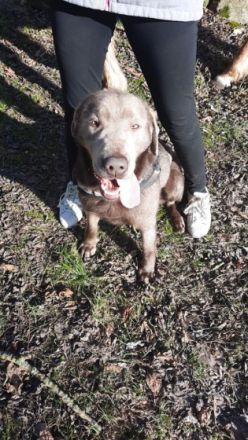 Unser süßen Hundewelpen suchen ein liebevolles neues