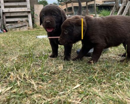 Unser süßen Hundewelpen suchen ein liebevolles neues