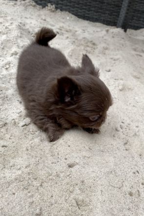 Hallo ihr Lieben, Aus unserem Zwinger vom Porta Blick
