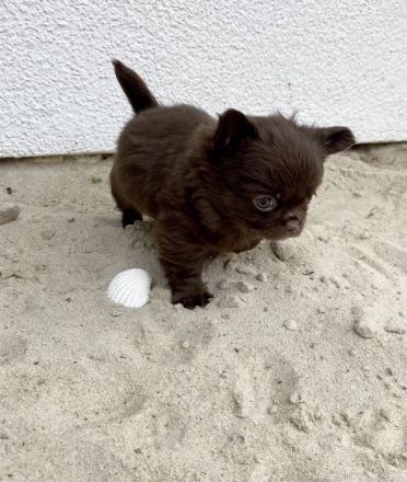 Hallo ihr Lieben, Aus unserem Zwinger vom Porta Blick