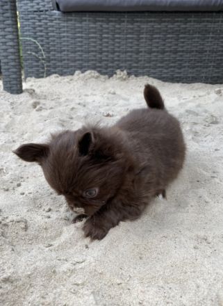 Hallo ihr Lieben, Aus unserem Zwinger vom Porta Blick