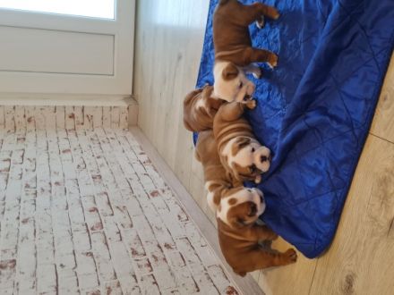 Am 16.05.2022 sind unsere wunderschönen Puppis geboren