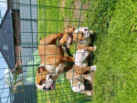 Am 16.05.2022 sind unsere wunderschönen Puppis geboren