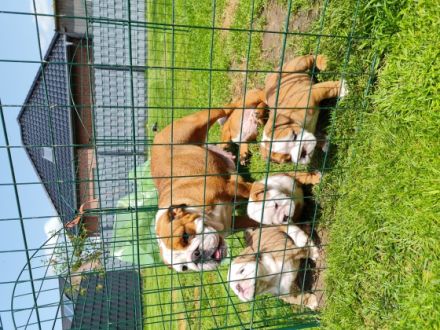 Am 16.05.2022 sind unsere wunderschönen Puppis geboren