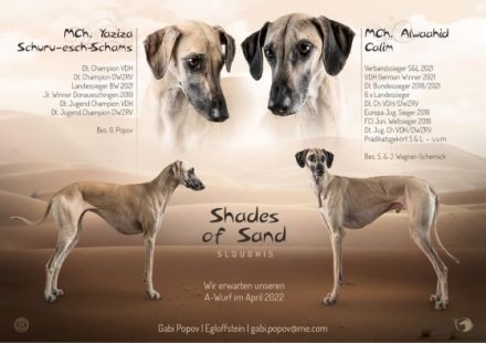 Wenn sie sich für einen Sloughi als Gefährten