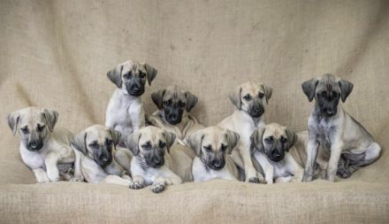 Wenn sie sich für einen Sloughi als Gefährten