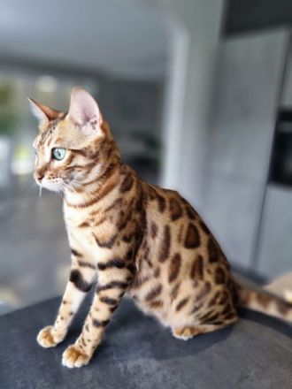 Hallo, Unsere Bengalkatze Mirabella hat am 17.04.2022 5