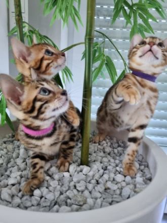 Hallo, Unsere Bengalkatze Mirabella hat am 17.04.2022 5