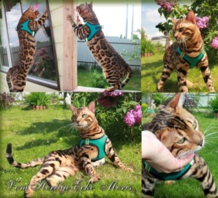 Hallo, Unsere Bengalkatze Mirabella hat am 17.04.2022 5
