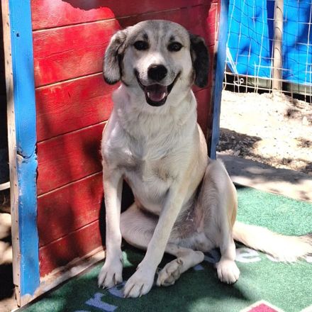 Rüde Jim / derzeit noch in Griechenland