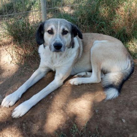 Rüde Jim / derzeit noch in Griechenland