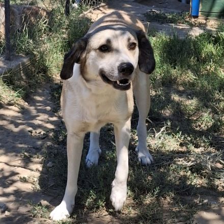 Rüde Jim / derzeit noch in Griechenland