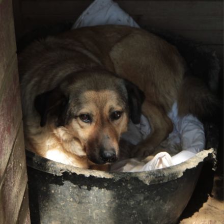 Hündin Millie / derzeit noch in Griechenland