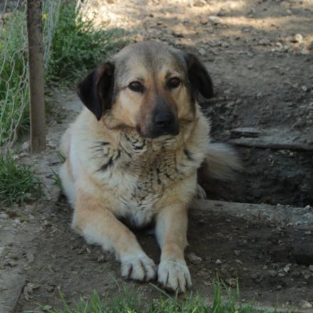 Hündin Millie / derzeit noch in Griechenland