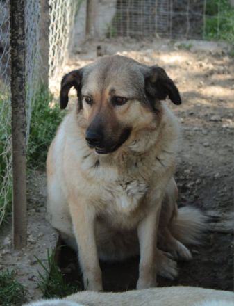 Hündin Millie / derzeit noch in Griechenland