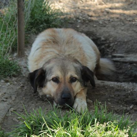 Hündin Millie / derzeit noch in Griechenland